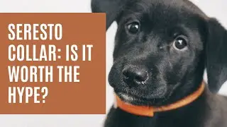 Seresto Flea Collar - 8 Must-Know Facts Before Purchase