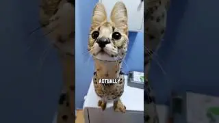 He Hisses,Jumps,and Mimics Birds&hellip;Meet the Savannah Cat #animals #savannah #cat #shorts