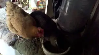 New Definition of Henpecked