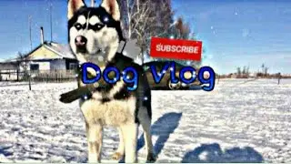DogVlog:Deich,ДогВлог:Дейч,Первый влог)