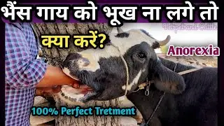 Treatment of Anorexia in Buffalo/Cow||Practically Video||भैंस गाय को भूख ना लगे तो इलाज कैसे करें ?