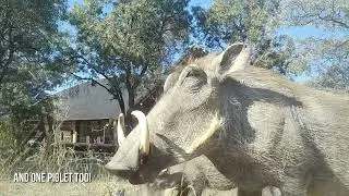 HEALTHY WARTHOG FAMILY VISITS THE LODGE | CAMERA TRAP