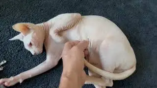 angelic 1 year old Sphinx this video contents is all about my pets  daly routine