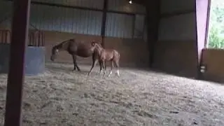 Indian Land Farm Weanlings 2010
