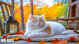 Gentle Paws Lullaby