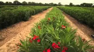 Nerium Oleander 