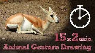 Animal Drawing References #17 - 15x2min poses - Goitered Gazelle