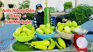 Thu Hoạch Su Su ,Bầu Cuối Mùa Ở Xứ Lạnh 🇺🇸-Dung Richmod 