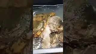 #turtle #mating