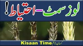 Loos sumt loose smut of wheat disease cycle loose smut of wheat symptoms Kisan time