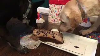 GNFP 20th Anniversary Three Dog Bakery Cake Gets Devoured