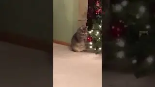Little Cat Punhing Christmas Tree - Happy New Year Meow #shorts