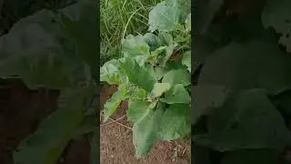 kepelbagaian tanaman di ladang padi..