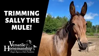 TRIMMING SALLY THE MULE!