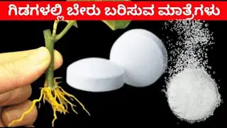ಈ ಮಾತ್ರೆಗಳನ್ನು ಉಪಯೋಗಿಸಿ ನೋಡಿ ಗಿಡದಲ್ಲಿ ಬಲಿಷ್ಟ ಬೇರು ಜೊತೆಗೆ ಗಿಡದ ತುಂಬಾ ಹೂವುಗಳು 