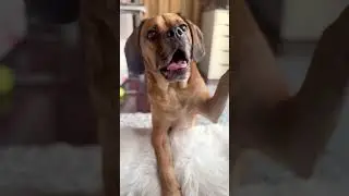 20 second trailer of the infamous puggle #dog #puggles #dogdog #youtubeshorts