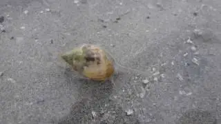 Dog Whelk Snail