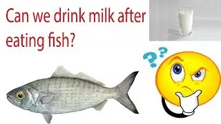Is It Safe Or Not To Drink MILK After Eating FISH | See What happens