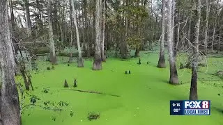 Early work begins on project to route fresh water into dying Maurepas Swamp
