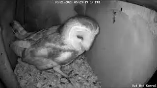 Heated Interaction Between the Barn Owls? Owl Box C - 3/21/25 - 5:28 am