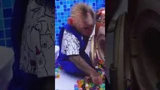 Baby Bin Monkey playing in 30,000 Colorful Ball Pit Balls Pool #animals #monkey #cute #ball