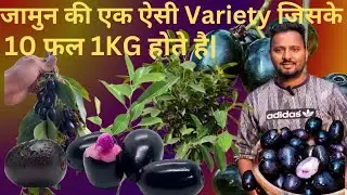 जामुन की एक ऐसी Variety जिसके 10 फल 1KG. होते हैं | KG 10 Black Plum Cera  || KG 10 जामुन का पौधा ||