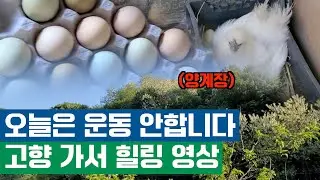 오늘은 운동 대신 대구FC 트레이너 친구랑 고향 가서 힐링 하고 왔습니다(양계장 투어)