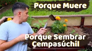 Porque SE MUERE y Porque SEMBRAR el CEMPASÚCHIL en el huerto o jardín || TAGETES O COPETES