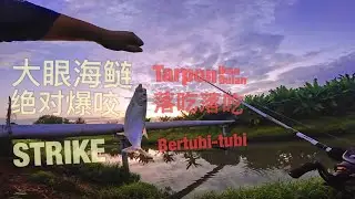 Sitiawan Manjung Brackish water Tarpon Fishing #钓鱼 #大眼海鲢