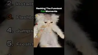 RANKING BEST cat moments 🐱 #shorts