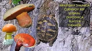 🍄 Ćuranov rep - Hrastova sjajnica - Blagva | 9 Avgust 2020 | 🍄