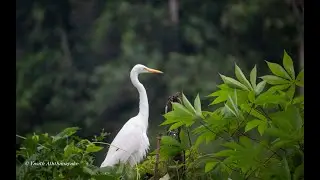 Intermediate Egret ( Mesophoyx intermedia ) in Sri Lanka