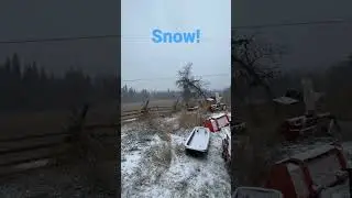First Snowfall Of The Year! #snow #cows