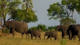 World Elephant Day 2025: Matriarchs and Memories