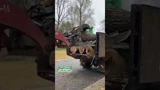 Tree Services In Georgia