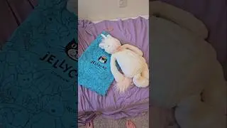 Jellycat Haul -Ashley! #shorts #short #shortsvideo #shortvideo #viral #jellycat #preppy #trend