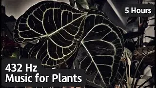 432 Hz Music for Plants to Stimulate Growth, Boost Energy, and Promote Health & Happiness