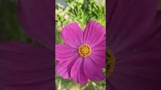 Home garden || Beautiful flower #flowers #garden #love