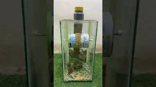 Is this what rats should do when they steal rice? #rat #asmr #views