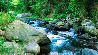 The Sound That Makes Dreaming Inewvitable, Calming Nature's White Noise for Stress Reduction