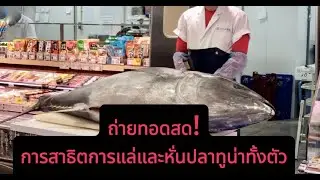 ถ่ายทอดสด! การสาธิตการแล่และหั่นปลาทูน่าทั้งตัว