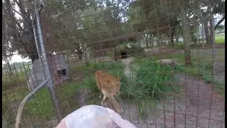 LION EATS TURKEY!! - Coordinating at Big Cat Rescue Ep. 2