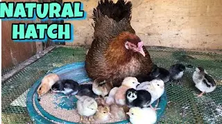 NATURAL HATCH NO NEED INCUBATOR