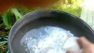 Phòng rệp sáp, mọt cành và hỗ trợ hoa cho cà phê 