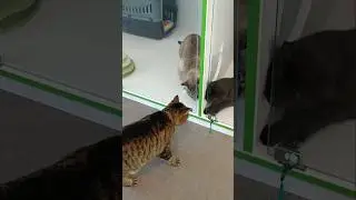 кото знакомства в гостинице #petsplace #cat #гостиницадлякошек
