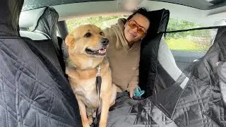 Wexyldra Dog Car Seat Cover For Back Seat, for Model Y (2020–2025) & Model 3 (2017–2025) - Review