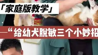 幼犬到家：如何预防狗狗身体敏感？ #新手养狗 #柯基 #狗狗身体敏感 #狗狗脱敏 #养宠作业帮