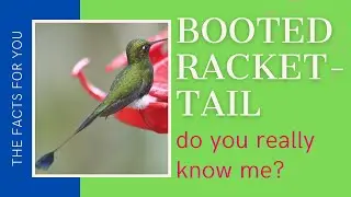 Booted Racket-tail facts 🦜 small group of hummingbirds in the genus Ocreatus