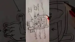 Human Heart Diagram#short#humanheartdiagram##💯
