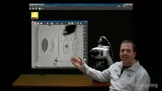 Microscopy: Finding Dirt in Your Optical System (Stephen Ross)